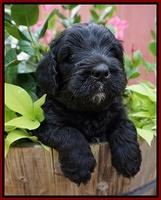 Paris Usher pups 5 wks old 41