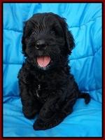 Paris Usher pups 6 wks old 41