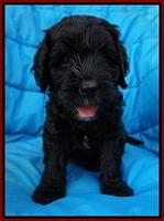 Paris Usher pups 6 wks old 51