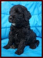 Paris Usher pups 6 wks old 8100