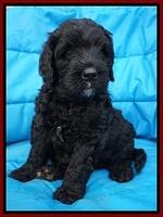 Paris Usher pups 6 wks old 9100