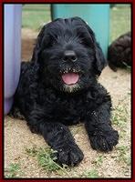 Paris Usher pups 7 wks old 101