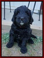 Paris Usher pups 7 wks old 81