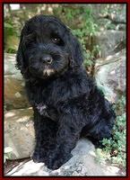 Paris Usher pups 8 wks old 182