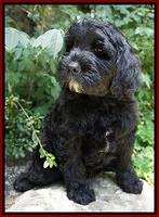 Paris Usher pups 8 wks old 382