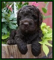 Paris Usher pups 5 wks old 91