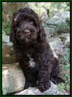 Paris Usher pups 8 wks old 882