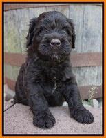 Paris Usher pups 4 wks old 151