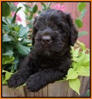 Paris Usher pups 5 wks old 131