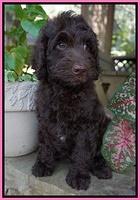 Paris Usher pups 8 wks old 6 100