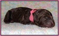Paris Usher pups Newborn 111