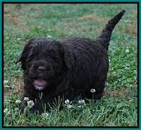 Paris Usher pups 4 wks old 271