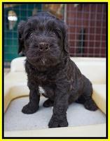 Paris Usher pups 4 wks old 4288