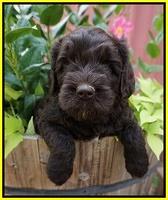 Paris Usher pups 5 wks old 271