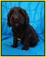 Paris Usher pups 6 wks old 161