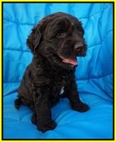 Paris Usher pups 6 wks old 171