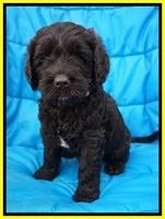 Paris Usher pups 6 wks old 31100