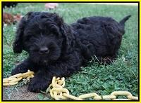 Paris Usher pups 7 wks old 371