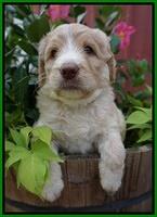 Paris Usher pups 5 wks old 291