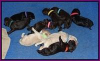 Paris Usher pups 1 wk old 41