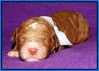 Noelle Dempsey 1 wk old 21