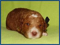 Noelle Dempsey pups 2 wks old 11