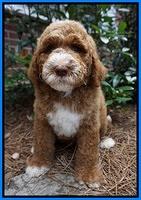 Noelle Dempsey pups 8 wks old 4!