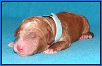 Noelle Dempsey pups newborn 11