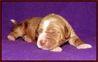 Noelle Dempsey 1 wk old 41