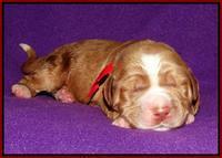 Noelle Dempsey 1 wk old 51