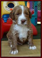 Noelle Dempsey pups 4 wks old 61