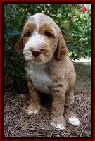 Noelle Dempsey pups 8 wks old 11!