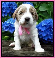 Noelle Dempsey pups 3 wks old 81