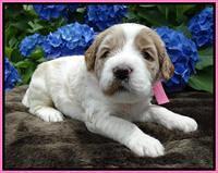 Noelle Dempsey pups 3 wks old 91