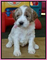 Noelle Dempsey pups 4 wks old 111