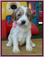 Noelle Dempsey pups 4 wks old 91