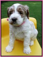 Noelle Dempsey pups 5 wks old 101