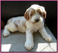 Noelle Dempsey pups 5 wks old 131