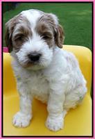 Noelle Dempsey pups 5 wks old 91