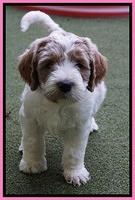 Noelle Dempsey pups 6 wks old 51