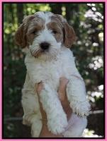 Noelle Dempsey pups 6 wks old 61