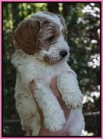 Noelle Dempsey pups 6 wks old 71