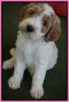 Noelle Dempsey pups 7 wks old 121