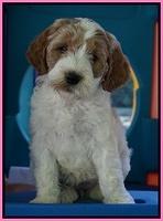 Noelle Dempsey pups 7 wks old 141
