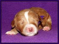 Noelle Dempsey 1 wk old 111