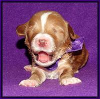 Noelle Dempsey 1 wk old 121