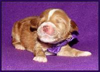 Noelle Dempsey 1 wk old 141