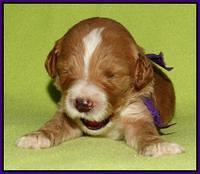 Noelle Dempsey pups 2 wks old 131