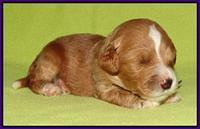 Noelle Dempsey pups 2 wks old 141