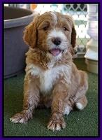 Noelle Dempsey pups 7 wks old 111